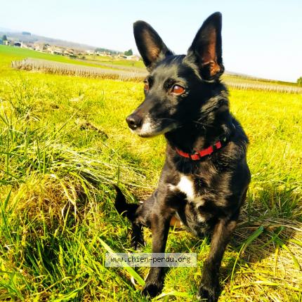 Photo 1/1 Afrika Chien lost in Montbellet