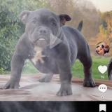 Picture of dog lost at Les Salles Du Gardon