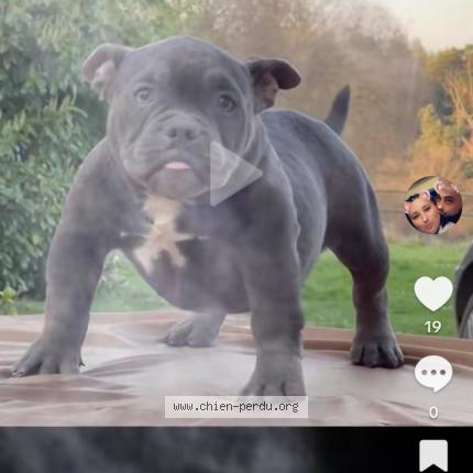 Photo 1/1 Gadja Dog lost in Les salles du gardon