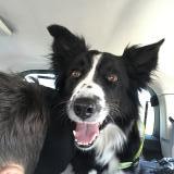 Picture of dog lost at Genis