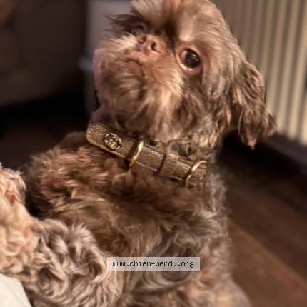 Foto 1/1 Hond teruggevonden Vermist in Ernage