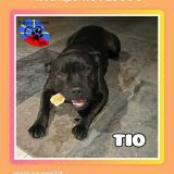 Picture of dog lost at Saint Leu