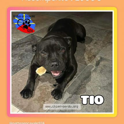Photo 1/1 TIO Chien lost in Saint leu