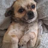 Picture of dog lost at Lmio