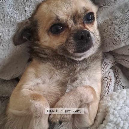 Photo 1/1 Wookiee Chien lost in Lmio