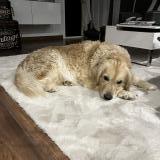 Picture of dog lost at Marsillargues