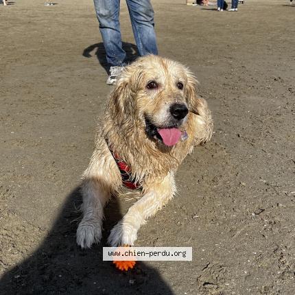 Photo 2/2 Looping Chien lost in Marsillargues