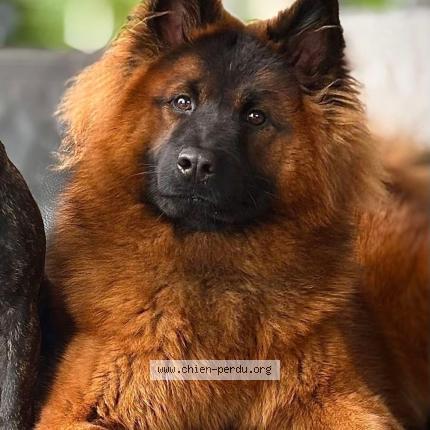 Photo 1/1 Kira Chien lost in Remiremont