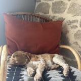 Picture of dog lost at Loubeyrat