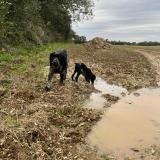 Picture of dog lost at Auxais