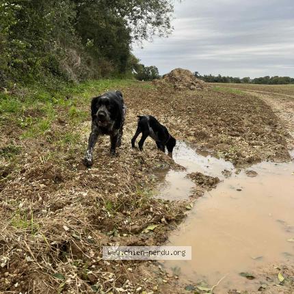 Photo 1/1 Raphy Chien lost in Auxais