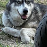 Picture of dog lost at Montelimar