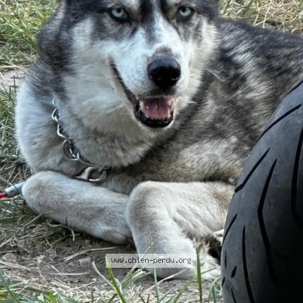 Photo 1/1 Orph&eacute;e Chien lost in Montelimar