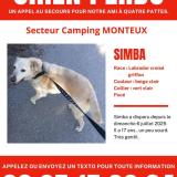 Picture of dog lost at Monteux