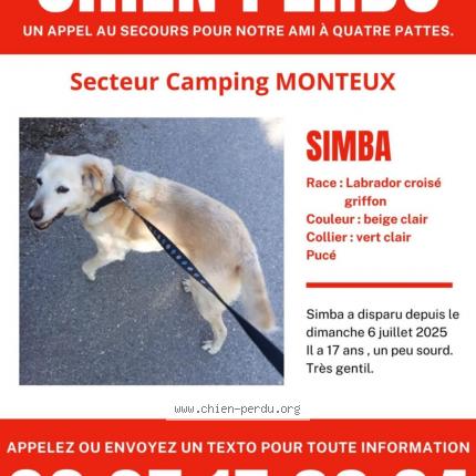 Photo 1/1 Simba Chien lost in Monteux