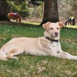 Picture of dog lost at Chene Bourgeries