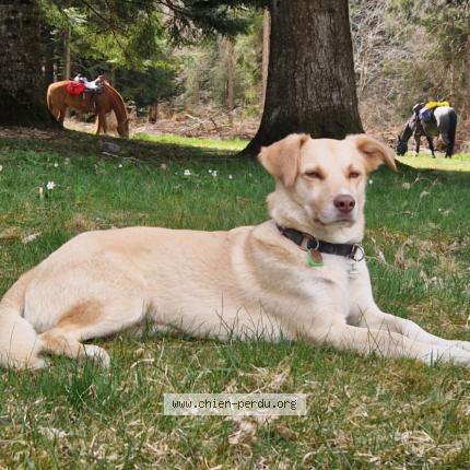 Photo 1/1 Timo Chien lost in Chene bourgeries
