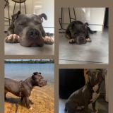 Picture of dog lost at Pommiers Aanse