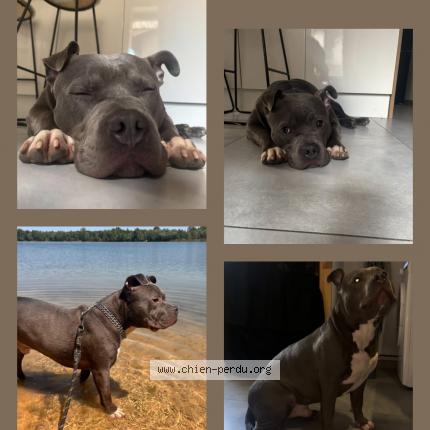 Photo 1/1 Snoop Chien lost in Pommiers aanse