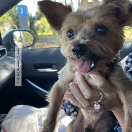 Photo 1/1 Found dog Found in Angouleme