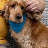 Picture of dog lost at La Trinite Surzur