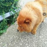 Picture of dog found at Saint Etienne