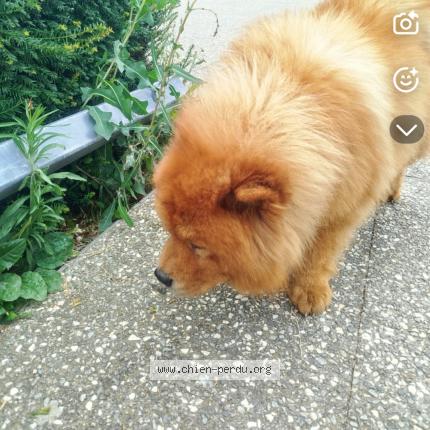 Photo 1/1 Found dog Found in Saint etienne