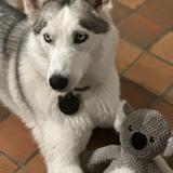 Picture of dog lost at Saint Pierre Azif