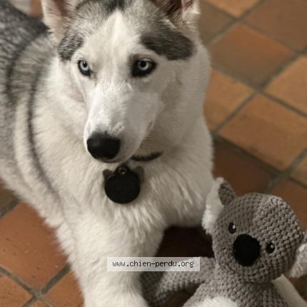 Photo 1/1 Stella Chien lost in Saint pierre azif