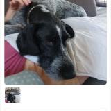 Picture of dog lost at Maintenay