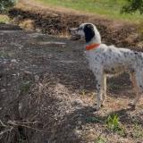 Picture of dog lost at Montalzat