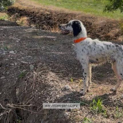 Photo 1/1 Ulu Chien lost in Montalzat