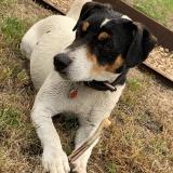 Picture of dog lost at Mareuil En Perigord