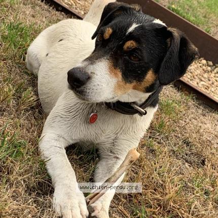 Photo 1/1 Whisky Chien lost in Mareuil en perigord