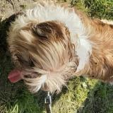 Picture of dog lost at Roubaix