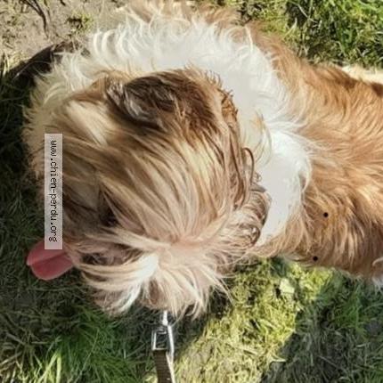 Photo 1/2 Poupou Chien lost in Roubaix