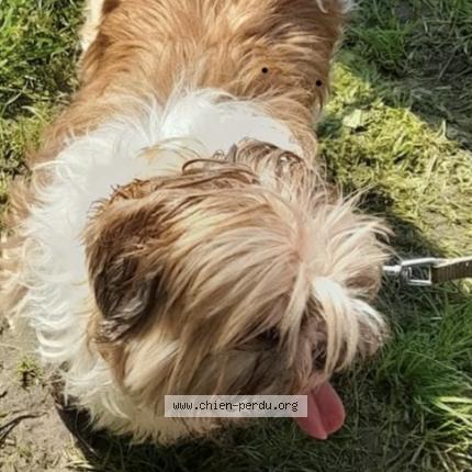 Photo 2/2 Poupou Chien lost in Roubaix