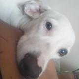 Picture of dog lost at Panama