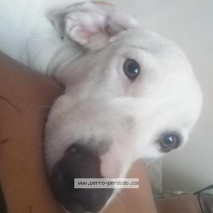 Photo 1/1 loky Chien lost in Panama