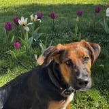 Picture of dog lost at Castelnau De Mandailles