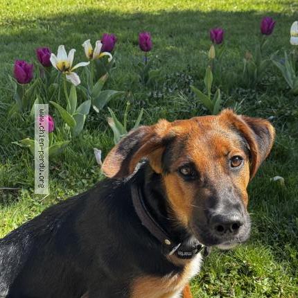 Photo 1/1 Valdy Chien lost in Castelnau de mandailles
