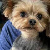 Picture of dog lost at Canly