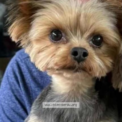 Photo 1/1 TAO Chien lost in Canly