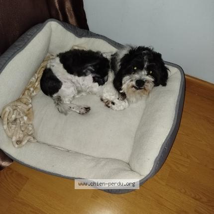 Photo 1/1 Ultra chic Chien lost in Ris orangis