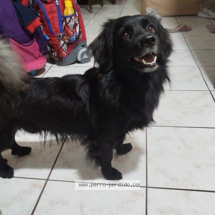 Photo 1/1 Found dog Found in Guayaquil