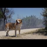 Picture of dog lost at Vauvert