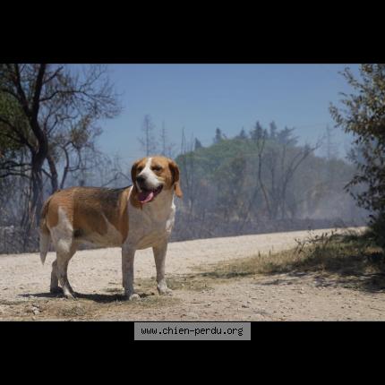 Photo 1/1 Roxi Chien lost in Vauvert