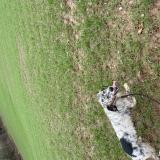 Picture of dog lost at Guegon