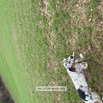 Photo 1/1 Scoup Chien lost in Guegon