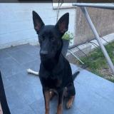 Photo of a dog found in Chatelineau